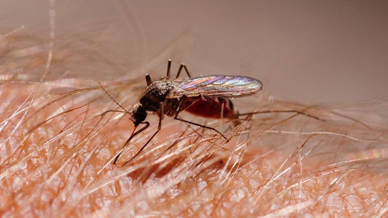 Les résidents du nord de l’Indiana avertis du virus transmis par les moustiques