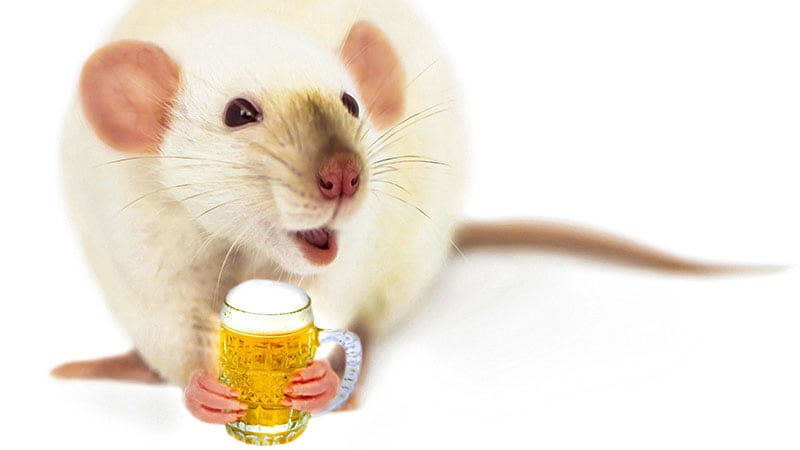 Pourquoi les scientifiques saoulent-ils les souris ?