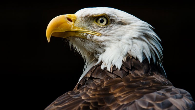 Bald eagles around the U.S. are contracting the bird flu