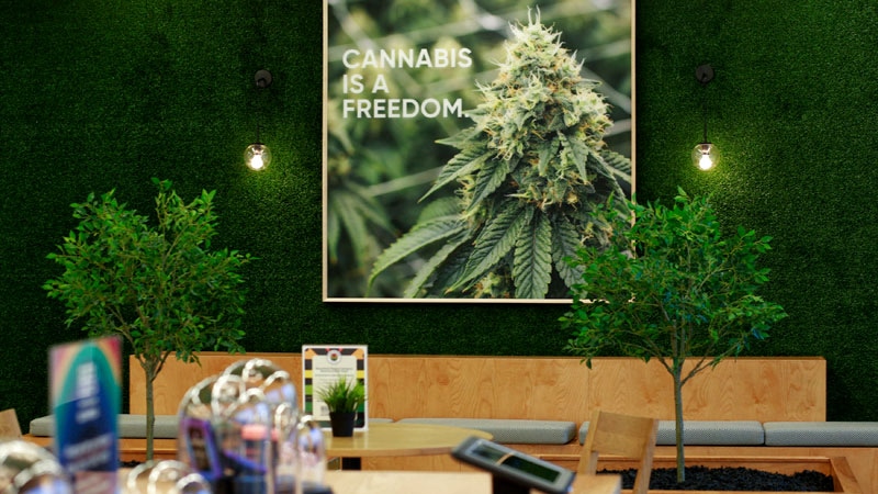 Une étude constate une augmentation de l’utilisation du cannabis médical