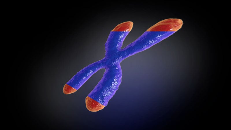 Leukocyte Telomere Length Tied to Cardiac Function, HF Risk