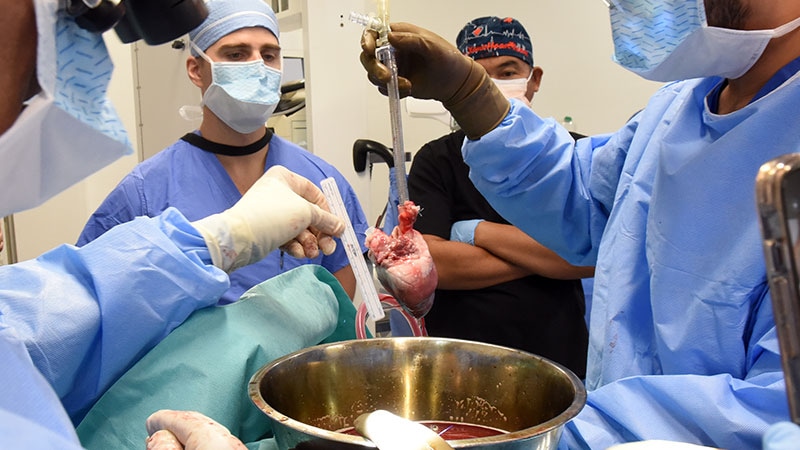 Deuxième patient transplanté d’un cœur de porc à l’UM Faring Well