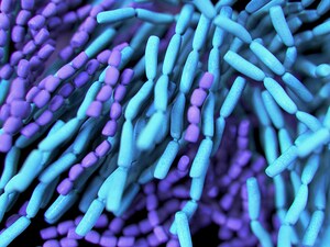 Probiotics Keep C difficile at Bay in Patients on Antibiotics