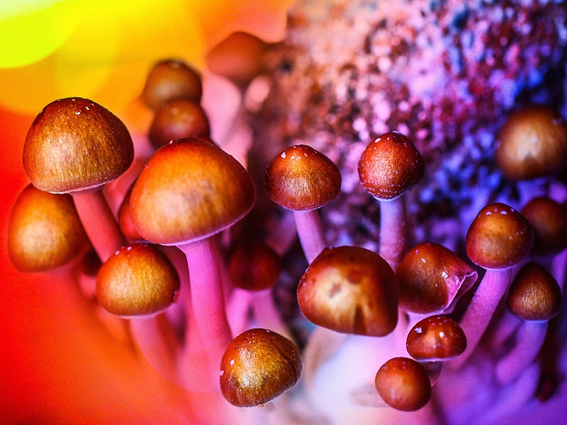 Magic Mushrooms Effective For Severe Depression