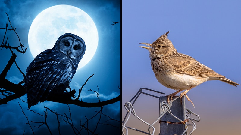 night owl urgent care