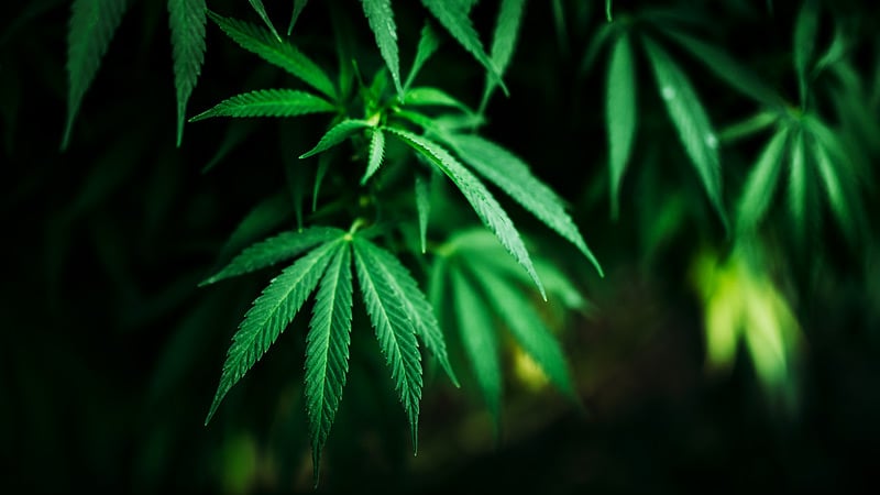Cannabis Medicine Available for Severe Epilepsy in New Year