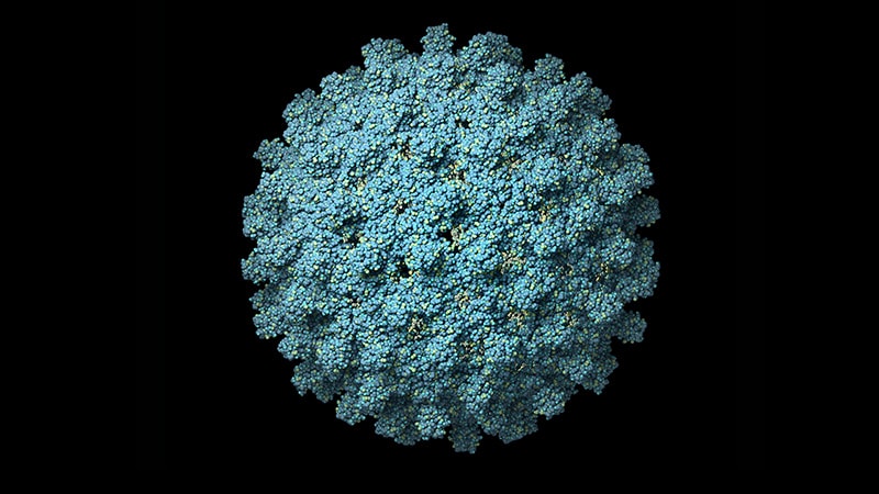 Le CDC recommande la vaccination contre l’hépatite B pour la plupart des adultes
