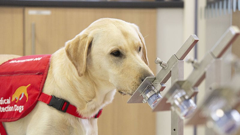 Dogs Can Detect COVID-19 'With High Accuracy': Study
