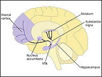 Dopamine and Schizophrenia: Not as Simple as We Once Thought