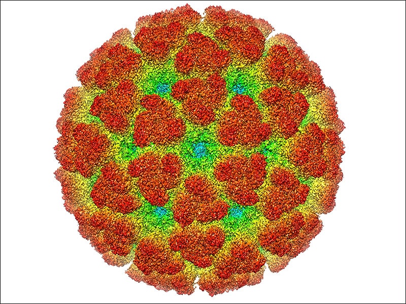 Differentiating Chikungunya From Dengue: A Clinical Challenge