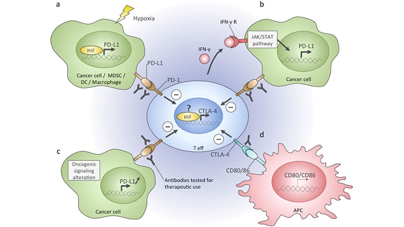 Adverse Skin Effects of Cancer Immunotherapy Reviewed